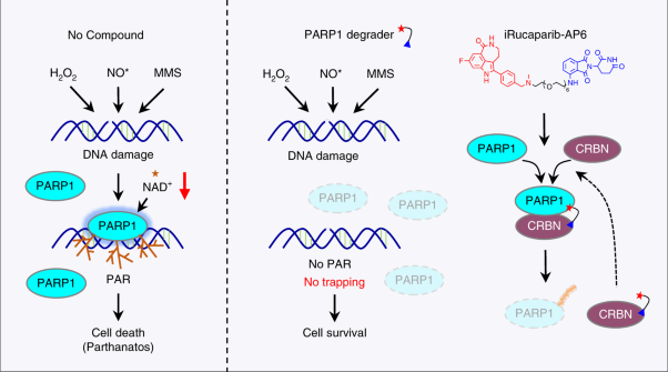 Uncoupling of PARP1 trapping and inhibition using selective PARP1 degradation