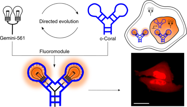 A dimerization-based fluorogenic dye-aptamer module for RNA imaging in live cells