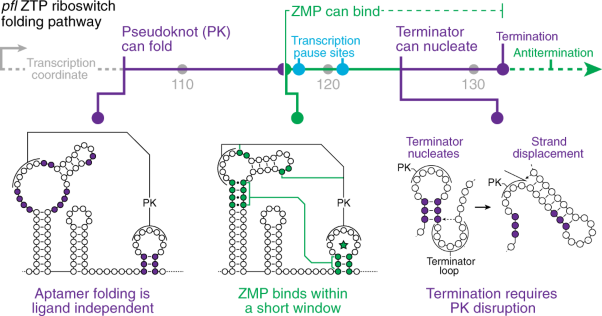 A ligand-gated strand displacement mechanism for ZTP riboswitch transcription control