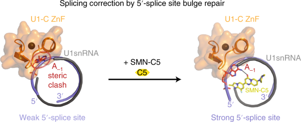 Structural basis of a small molecule targeting RNA for a specific splicing correction