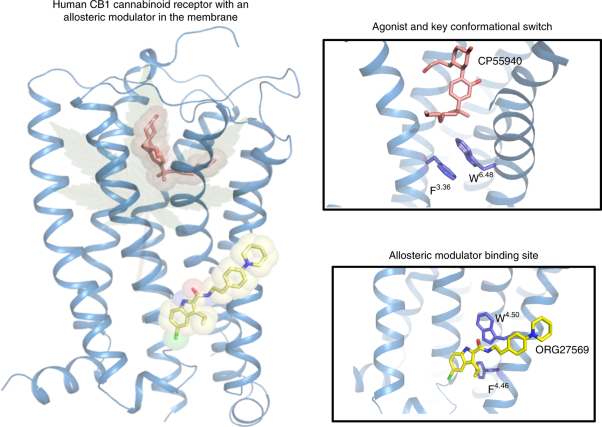 Structure of an allosteric modulator bound to the CB1 cannabinoid receptor