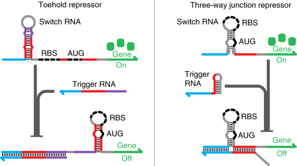 De novo-designed translation-repressing riboregulators for multi-input cellular logic