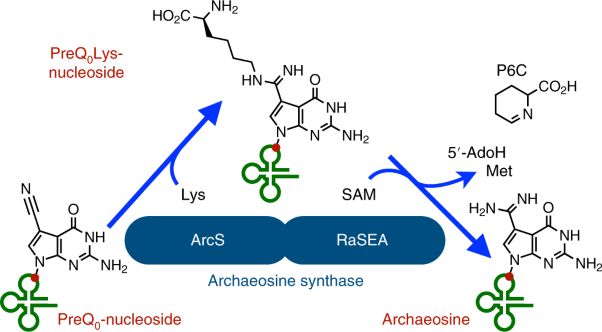 Identification of a radical SAM enzyme involved in the synthesis of archaeosine
