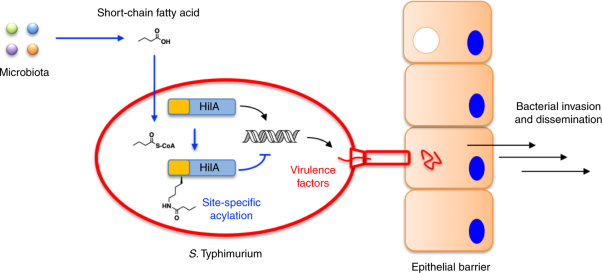 Site-specific acylation of a bacterial virulence regulator attenuates infection