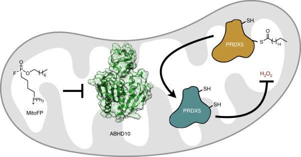 ABHD10 is an <i>S</i>-depalmitoylase affecting redox homeostasis through peroxiredoxin-5