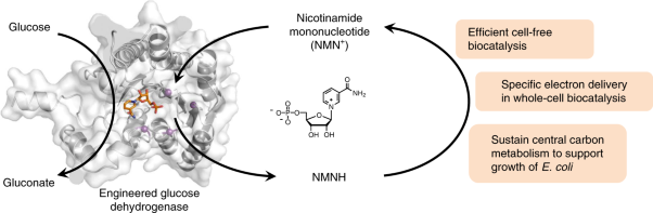 Engineering a nicotinamide mononucleotide redox cofactor system for biocatalysis
