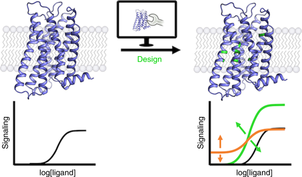 Computational design of G Protein-Coupled Receptor allosteric signal transductions