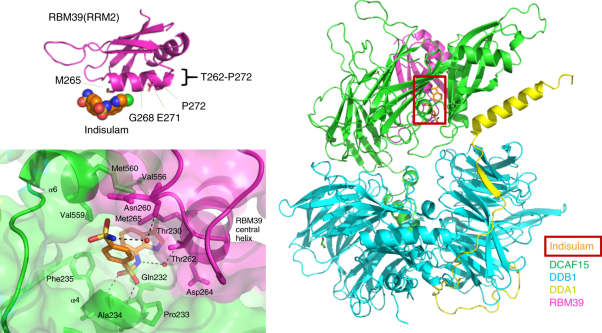 Structural basis of indisulam-mediated RBM39 recruitment to DCAF15 E3 ligase complex