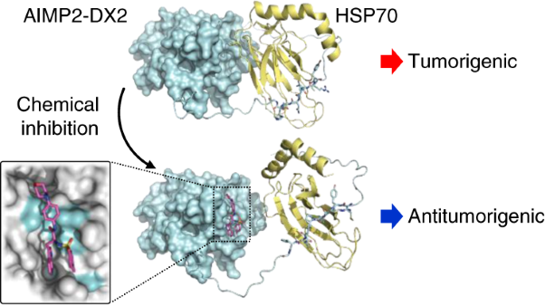 Targeting the interaction of AIMP2-DX2 with HSP70 suppresses cancer development