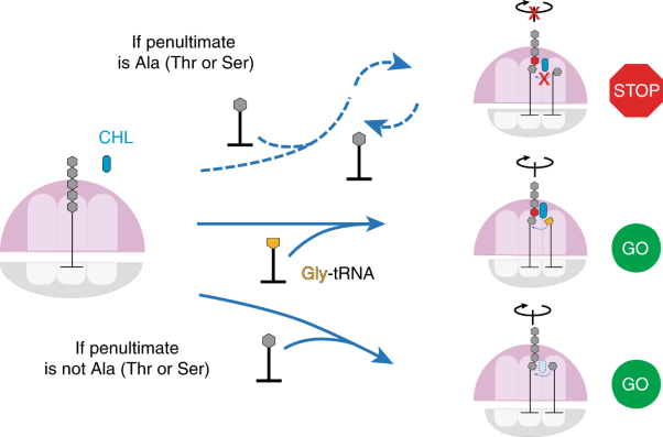 Dynamics of the context-specific translation arrest by chloramphenicol and linezolid