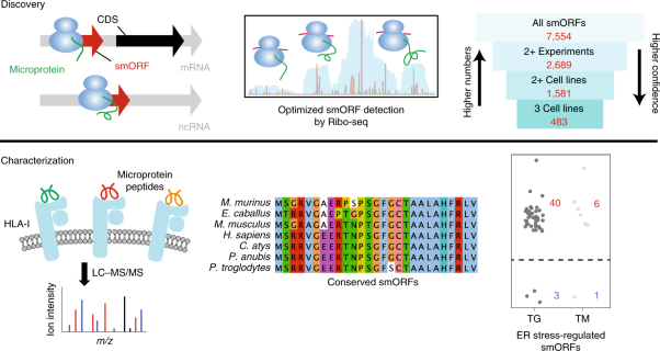 Accurate annotation of human protein-coding small open reading frames
