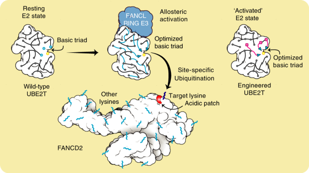 Allosteric mechanism for site-specific ubiquitination of FANCD2
