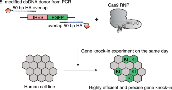 An efficient gene knock-in strategy using 5′-modified double-stranded DNA donors with short homology arms