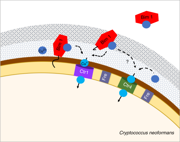 A lytic polysaccharide monooxygenase-like protein functions in fungal copper import and meningitis