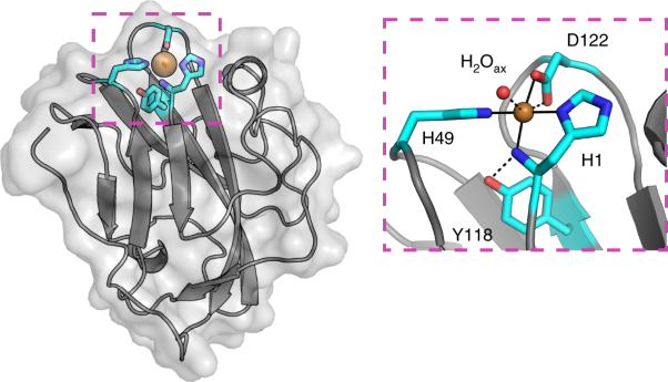 A fungal family of lytic polysaccharide monooxygenase-like copper proteins