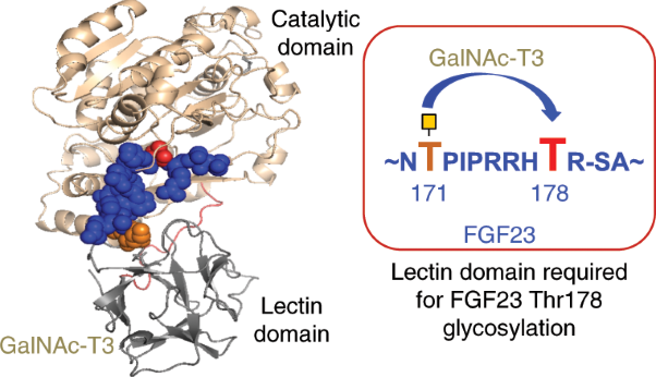 Molecular basis for fibroblast growth factor 23 <i>O</i>-glycosylation by GalNAc-T3