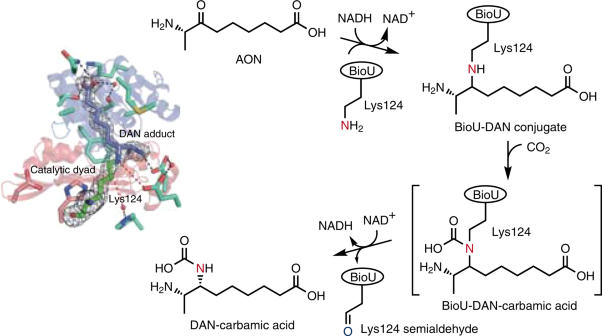 A suicide enzyme catalyzes multiple reactions for biotin biosynthesis in cyanobacteria