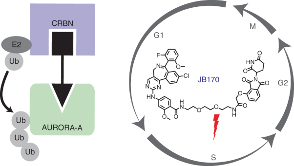 PROTAC-mediated degradation reveals a non-catalytic function of AURORA-A kinase