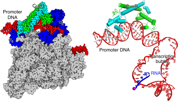 CueR activates transcription through a DNA distortion mechanism