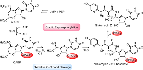 Cryptic phosphorylation in nucleoside natural product biosynthesis