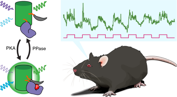 An ultrasensitive biosensor for high-resolution kinase activity imaging in awake mice