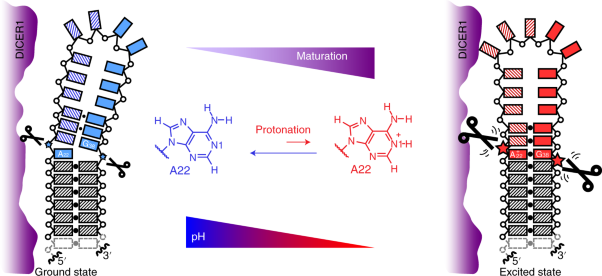 Visualizing a protonated RNA state that modulates microRNA-21 maturation