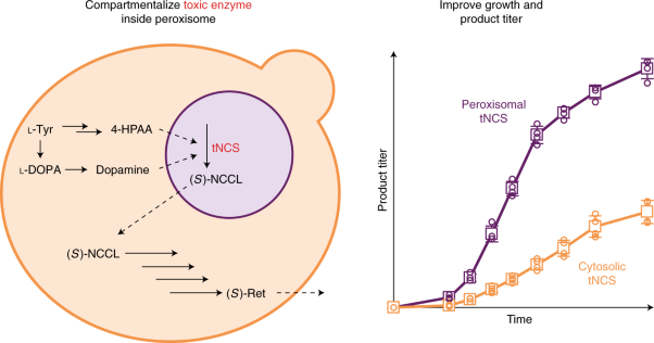 Peroxisome compartmentalization of a toxic enzyme improves alkaloid production