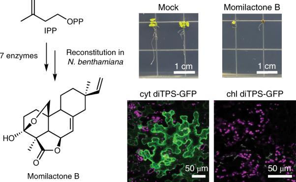 Rerouting plant terpene biosynthesis enables momilactone pathway elucidation