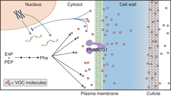 Cuticle thickness affects dynamics of volatile emission from petunia flowers