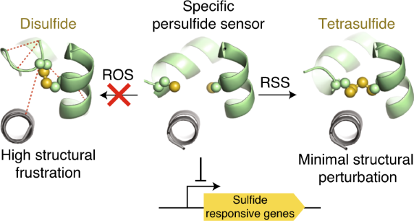 Structural basis for persulfide-sensing specificity in a transcriptional regulator