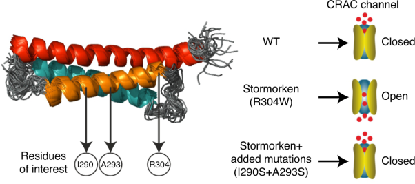Interhelical interactions within the STIM1 CC1 domain modulate CRAC channel activation