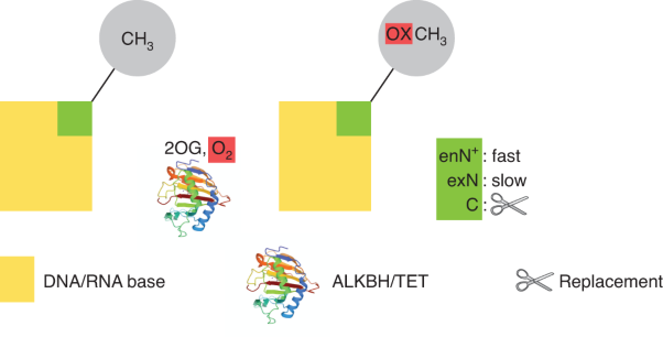 Reversal of nucleobase methylation by dioxygenases