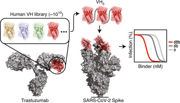 Bi-paratopic and multivalent VH domains block ACE2 binding and neutralize SARS-CoV-2