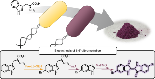 Production of Tyrian purple indigoid dye from tryptophan in <i>Escherichia coli</i>