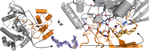 Snapshots and ensembles of BTK and cIAP1 protein degrader ternary complexes
