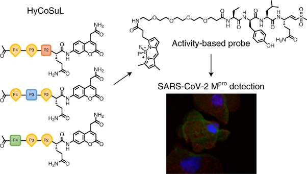 SARS-CoV-2 M<sup>pro</sup> inhibitors and activity-based probes for patient-sample imaging