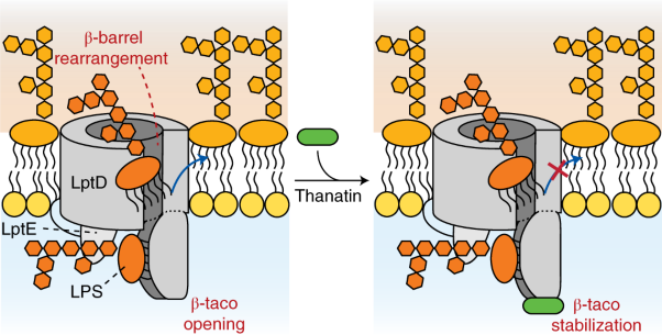 Dynamics of an LPS translocon induced by substrate and an antimicrobial peptide