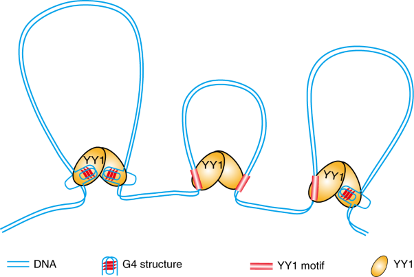 YY1 interacts with guanine quadruplexes to regulate DNA looping and gene expression