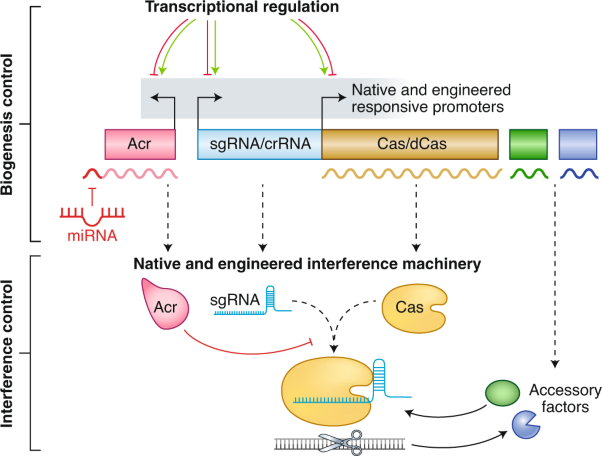 Controlling and enhancing CRISPR systems