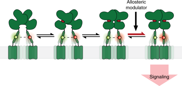 Conformational rearrangement during activation of a metabotropic glutamate receptor