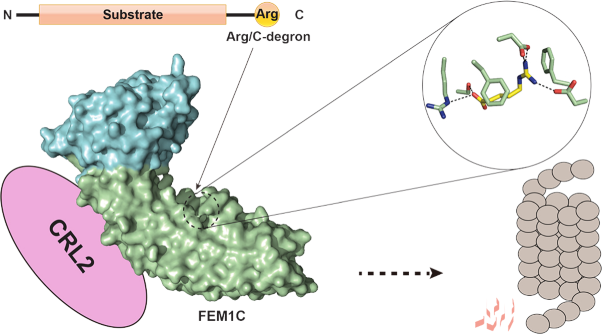 Molecular basis for ubiquitin ligase CRL2<sup>FEM1C</sup>-mediated recognition of C-degron