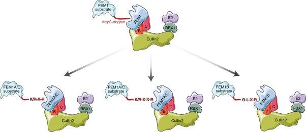 Molecular basis for arginine C-terminal degron recognition by Cul2<sup>FEM1</sup> E3 ligase