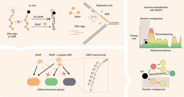 Characterizing the portability of phage-encoded homologous recombination proteins