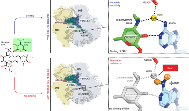 Structure of Erm-modified 70S ribosome reveals the mechanism of macrolide resistance