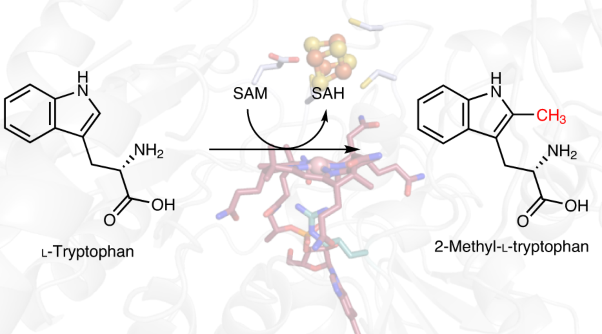 Structural basis for non-radical catalysis by TsrM, a radical SAM methylase