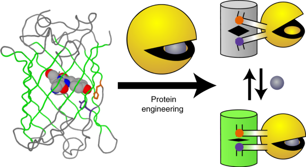 Structure- and mechanism-guided design of single fluorescent protein-based biosensors
