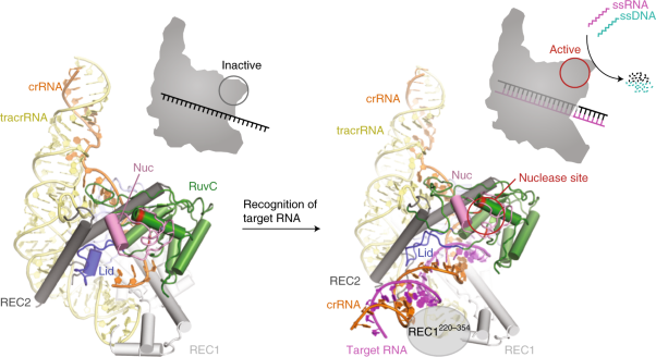 Cryo-EM structure of the RNA-guided ribonuclease Cas12g