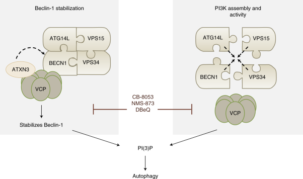 VCP/p97 regulates Beclin-1-dependent autophagy initiation