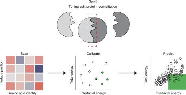 Computation-guided optimization of split protein systems