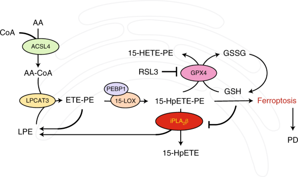Phospholipase iPLA<sub>2</sub>β averts ferroptosis by eliminating a redox lipid death signal
